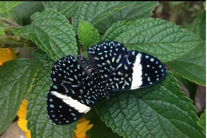 Arenal Butterfly Conservatory Tour: Up-Close Rainforest Regeneration photo 2