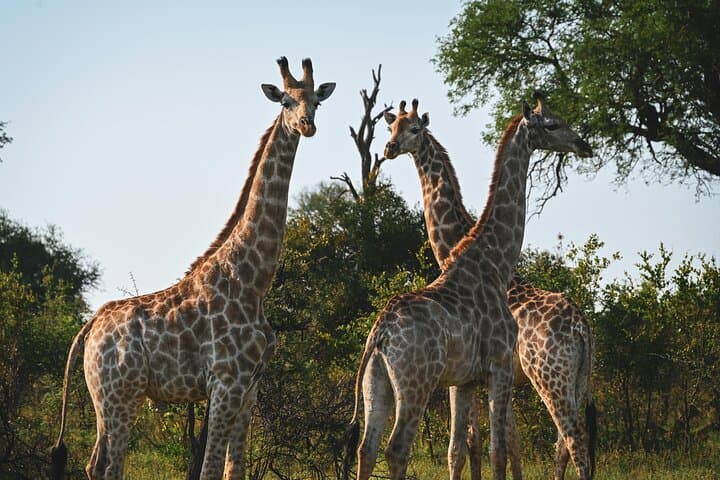 Aquila Game Reserve Safari from Cape Town — Big Five Game Drive with Lunch photo 3