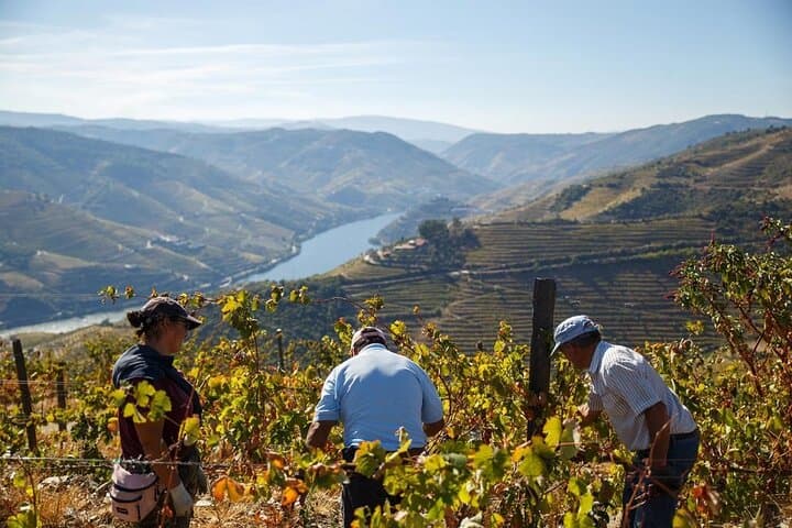 Private Douro Valley Wine Tour: Boat Cruise, Train Ride & Traditional Lunch photo 2