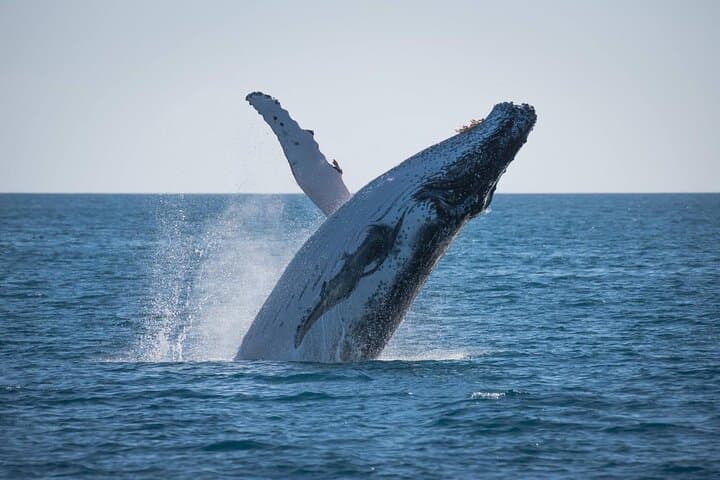 Hervey Bay Half-Day Whale Watching Cruise on Quick Cat II photo 2