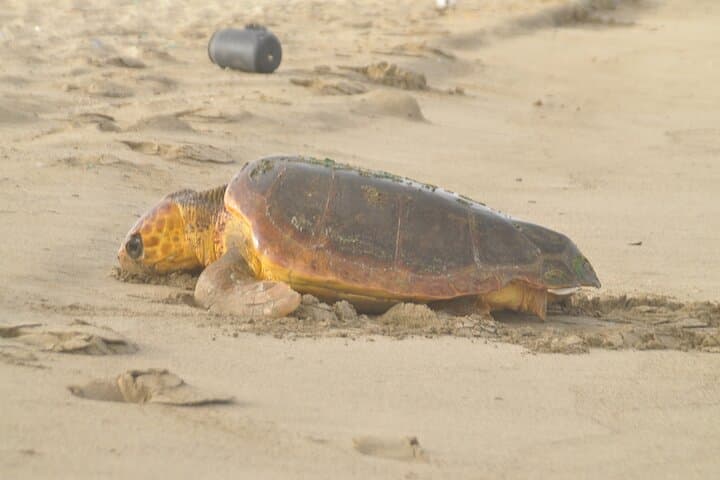 Boa Vista Turtle Nesting Night Tour — Loggerhead Encounter on Cape Verde Beaches photo 2