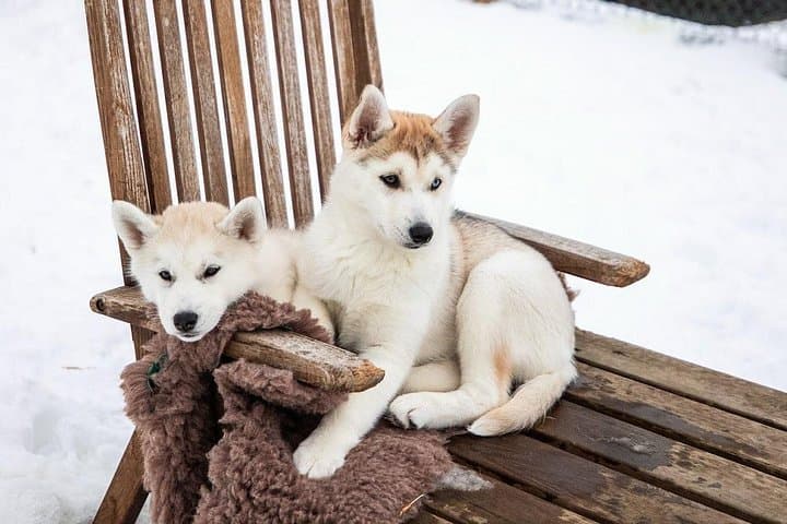 Private Dog Sledding in Akureyri: Woodland Runs and Coastal Views photo 4