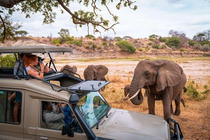 8-Day Kenya Safari: Maasai Mara, Lake Nakuru, Amboseli & Tsavo Adventure