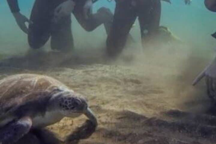 Try Scuba Diving with an Expert Instructor in Tenerife (Abades Shallow Dive) photo 3