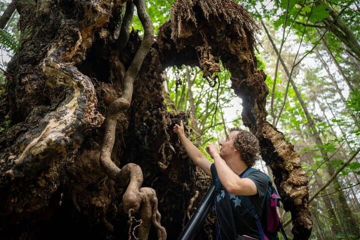 Walk Among Vancouver's Ancient Trees — Stanley Park Walking Tour