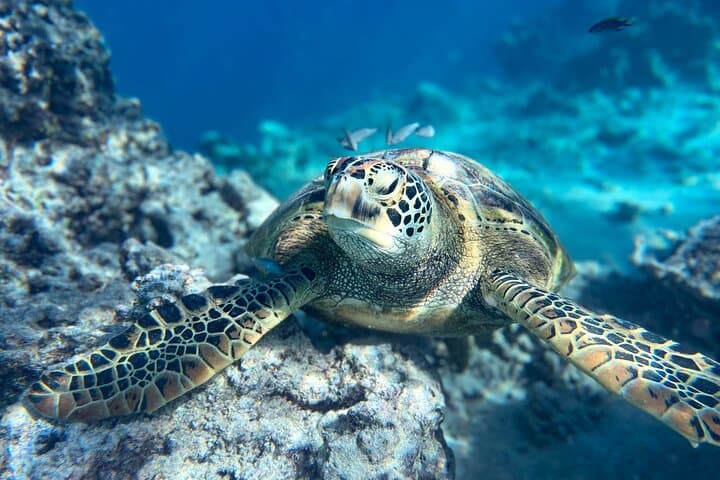 Turtle Tour Rarotonga — Snorkel the Passage with Green & Hawksbill Turtles photo 3