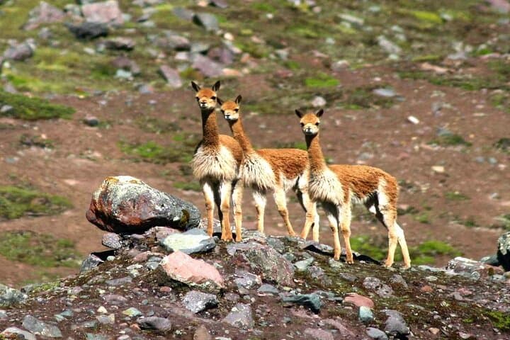 Full-Day Rainbow Mountain Hike from Cusco: Vinicunca's High-Andean Colors photo 3