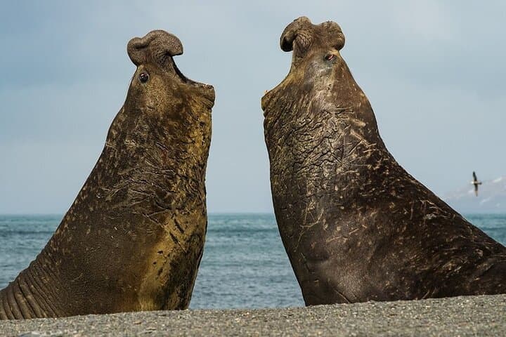 Whale Point Penguin and Elephant Seal Safari from Stanley