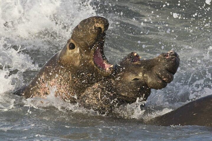 Whale Point Penguin and Elephant Seal Safari from Stanley photo 2
