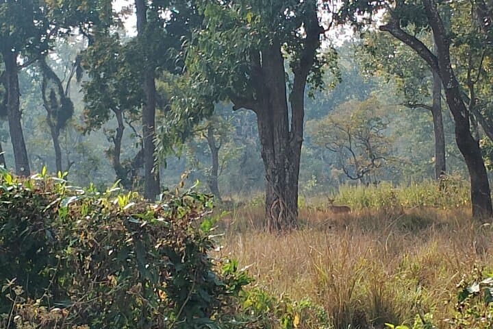 3-Day Chitwan Jungle Safari from Kathmandu: Rhinos, Rivers & Elephants photo 1