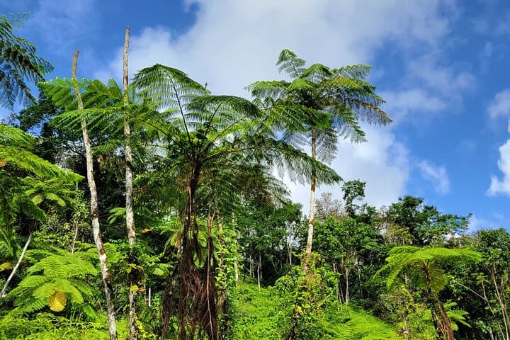 El Yunque Rainforest & Luquillo Kiosk Day Trip: Hike, Swim, and Local Eats photo 5