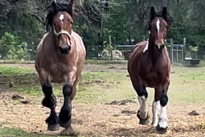 Savannah Horse-Drawn Daytime Tour: 50-Minute Narrated Historic Carriage Ride photo 2
