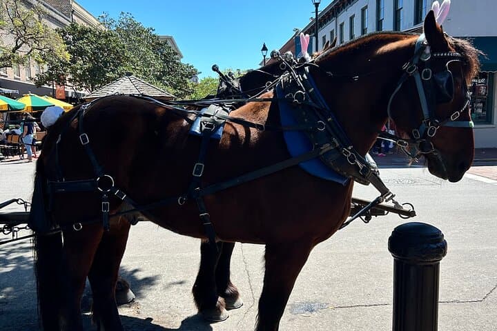Savannah Horse-Drawn Daytime Tour: 50-Minute Narrated Historic Carriage Ride photo 3