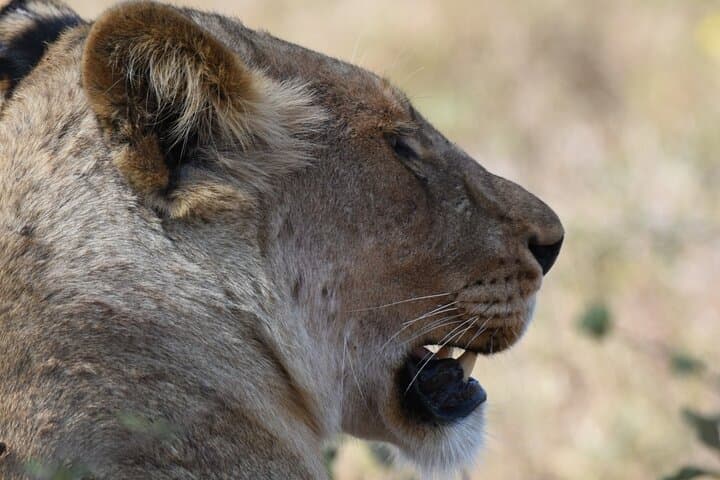 Half-Day Kruger Game Drive: Search the Big Five from Hazyview photo 2