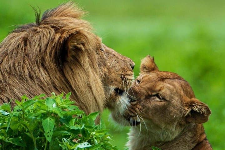 Full-Day Ngorongoro Crater Safari with Picnic Lunch from Arusha photo 1