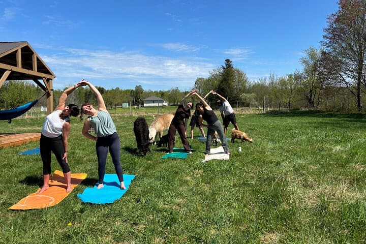 Hike & Lunch with Llamas at Dancing Goat Therapy Farm, Fredericton photo 6