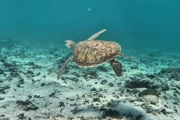 Private Dolphin & Turtle Encounter in Le Morne Lagoon — Half-Day Snorkel Trip photo 5