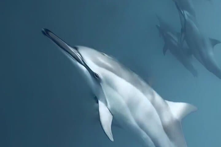 Private Dolphin & Turtle Encounter in Le Morne Lagoon — Half-Day Snorkel Trip photo 2