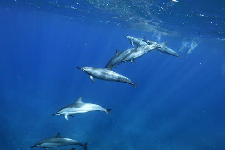 Private Dolphin & Turtle Encounter in Le Morne Lagoon — Half-Day Snorkel Trip photo 4