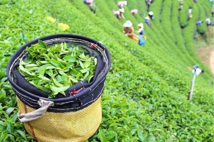Puncak Tea Plantation & Tandem Paragliding: Bogor Day Trip with Private Driver