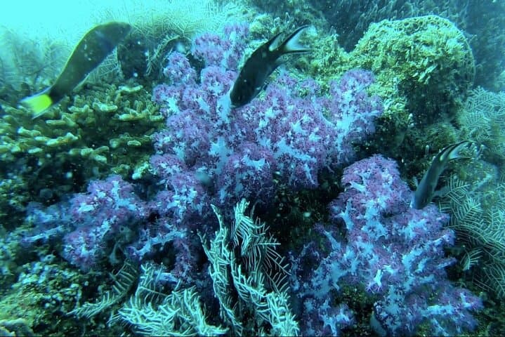 Phu Quoc Day Diving Trip with Pro Guide — Coral Reefs & Marine Life photo 6