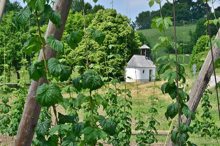 Classic Hallertau Bicycle Tour: 8-Day Hops-Country Cycling Route photo 3
