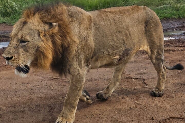 Explore Nairobi National Park: A Unique Half-Day Urban Safari Experience photo 4