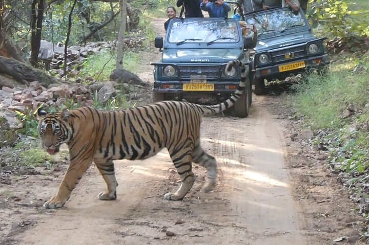 Ranthambore Tiger Safari — Private Same‑Day Wildlife Trip from Jaipur photo 2