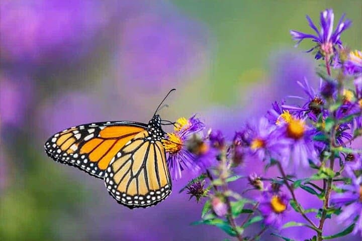 Explore Dubai Butterfly Garden: Skip-the-Line Access to 15,000 Butterflies photo 2