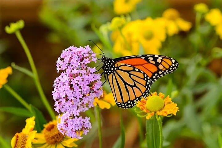 Explore Dubai Butterfly Garden: Skip-the-Line Access to 15,000 Butterflies photo 3