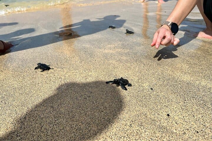 Boa Vista Turtle Nesting Tour: Guided Loggerhead Night Experience photo 5