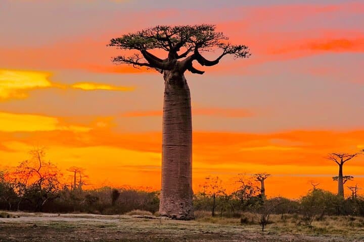 11-Day Private Madagascar Adventure: Lemurs, Baobabs & Rainforest Trails photo 2