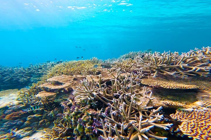 Half-Day Amami Oshima Boat Snorkeling Adventure from Ashitoku Port photo 4