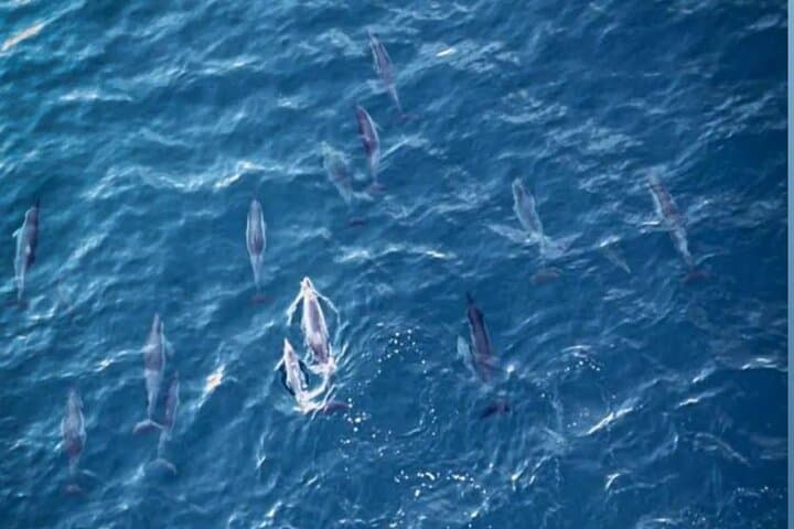 Early-Morning Dolphin & Snorkel Cruise from La Gaulette photo 3