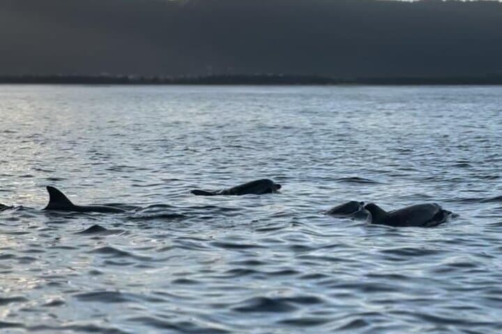 Early-Morning Dolphin & Snorkel Cruise from La Gaulette photo 5