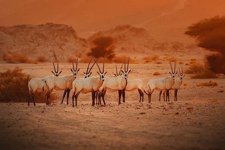 Discover NEOM & Tabuk: 3-Day Hisma Desert, Wadi Al Disah and Red Sea Adventure photo 1