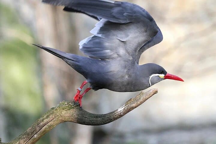 Lima Birdwatching & Landscaping Tour: El Olivar to Miraflores Cliffs