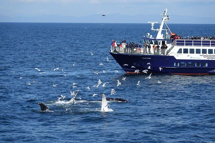 Reykjavik Bay Whale Watching Aboard the Arctic Rose: What to Expect