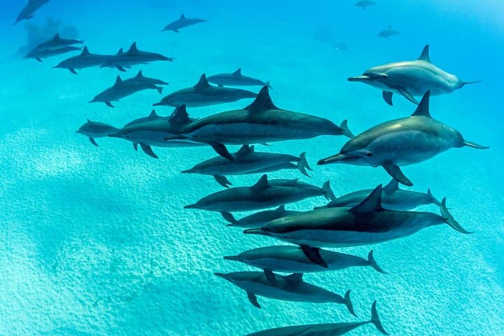 Waikiki Single‑Tank Reef Dive at Turtle Canyon — Certified Divers photo 5