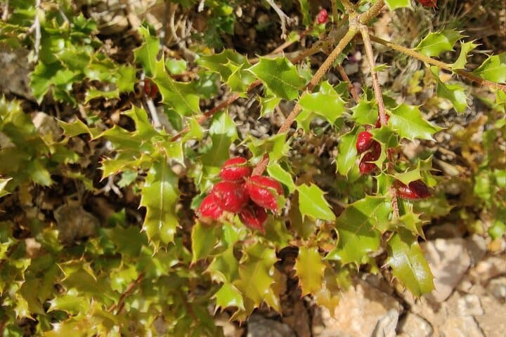 Hike, Yoga & Beach Picnic in Calanque de Sormiou — Marseille Day Adventure photo 3