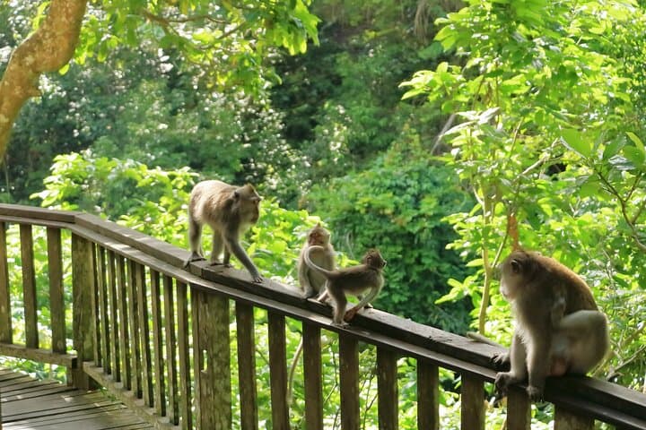 Ubud All-Inclusive Day Tour: Swing, Waterfall, Monkey Forest & Rice Terraces photo 6