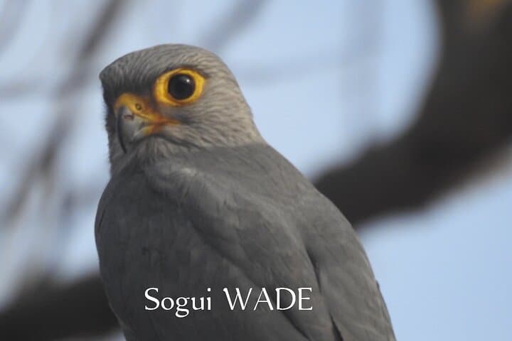 15-Day Senegal Birding Tour — Djoudj, Niokolo-Koba & Sine Saloum Birding Circuit photo 5