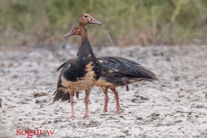 15-Day Senegal Birding Tour — Djoudj, Niokolo-Koba & Sine Saloum Birding Circuit photo 6