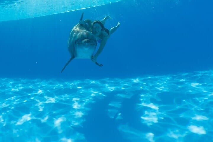 Cabo Dolphin Encounter: Close-Up Bottlenose Experience in San Jose del Cabo photo 3