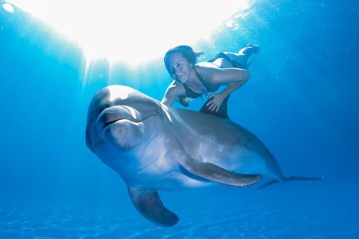 Cabo Dolphin Encounter: Close-Up Bottlenose Experience in San Jose del Cabo photo 2