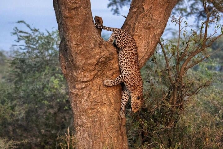 8-Day Uganda Safari: Gorillas, Chimpanzees & Big Five Wildlife Adventure photo 3