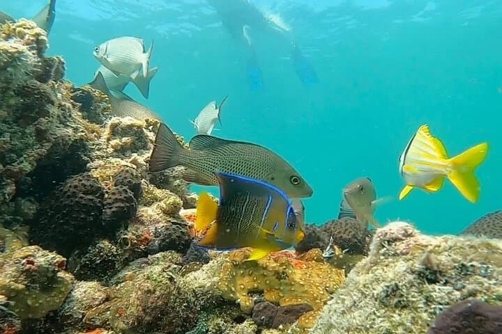 Private Key West Sandbar Charter: Snorkel, Dolphins & BYOB Day Trip photo 5