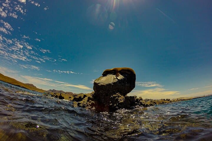 Snorkel with Whale Sharks and Sea Lions — La Paz Balandra Beach Picnic photo 6