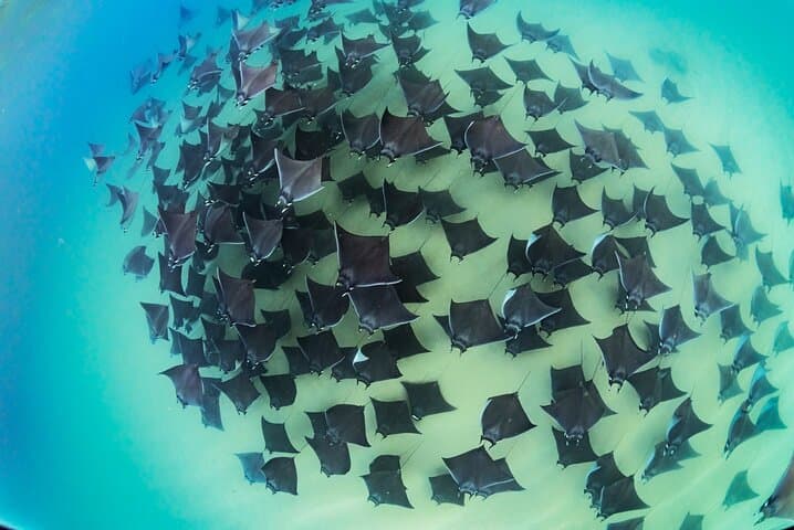 ocean-safari-la-ventana-mobula-rays-orcas-and-dolphins photo 4