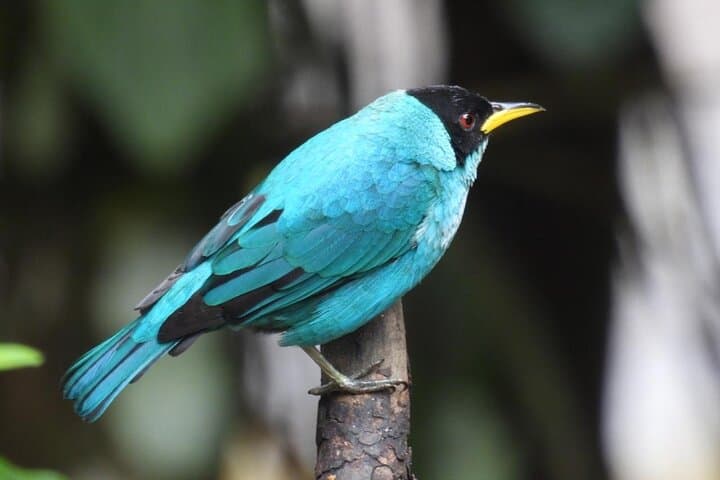Jungle Birdwatching and River-Pools Tour from Guatapé: Birds, Rivers & Canyons photo 3